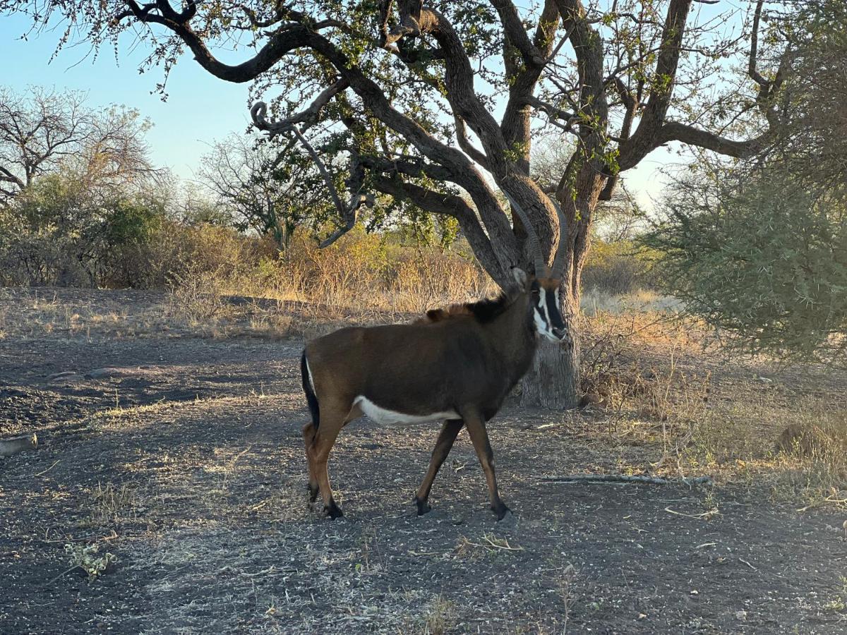 Simba Safaris African Pride Exotic Lodge Lephalale Exterior foto