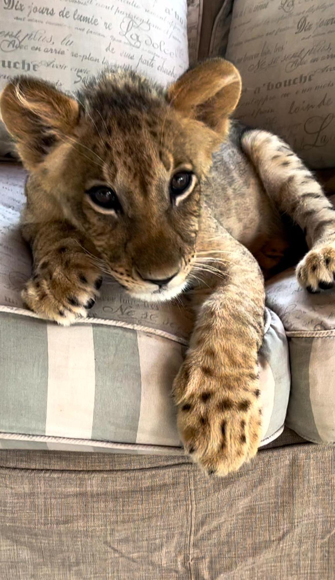 Simba Safaris African Pride Exotic Lodge Lephalale Exterior foto