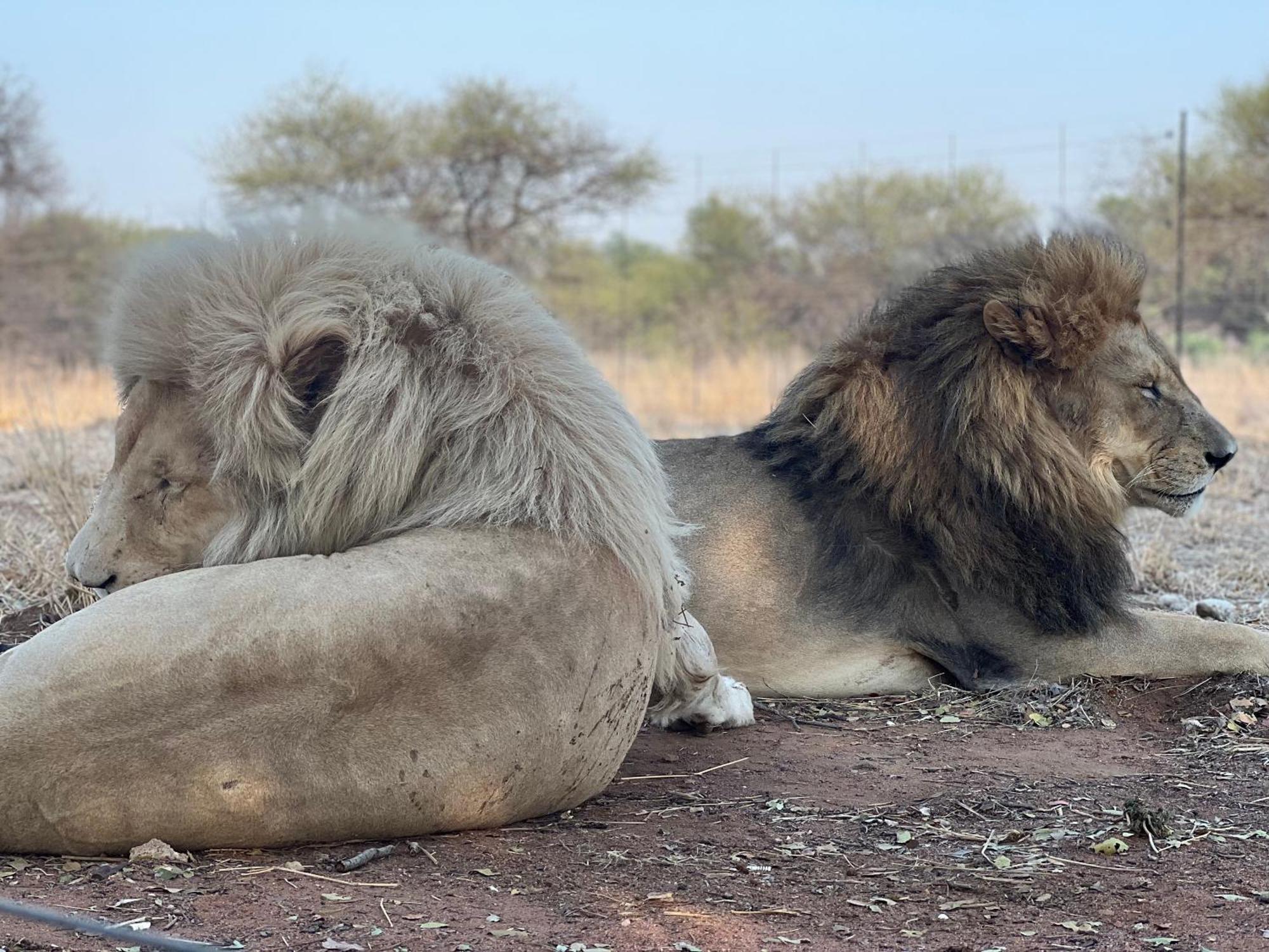 Simba Safaris African Pride Exotic Lodge Lephalale Exterior foto
